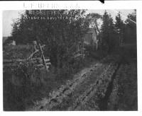 img-aisle_of_pines.1912.3.jpg img-aisle_of_pines.1912.3.jpg