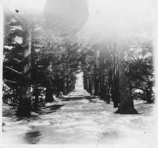 img-aisle_of_pines.1931.jpg